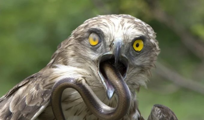 Змееяд: убийца самых ядовитых змей (8 фото)