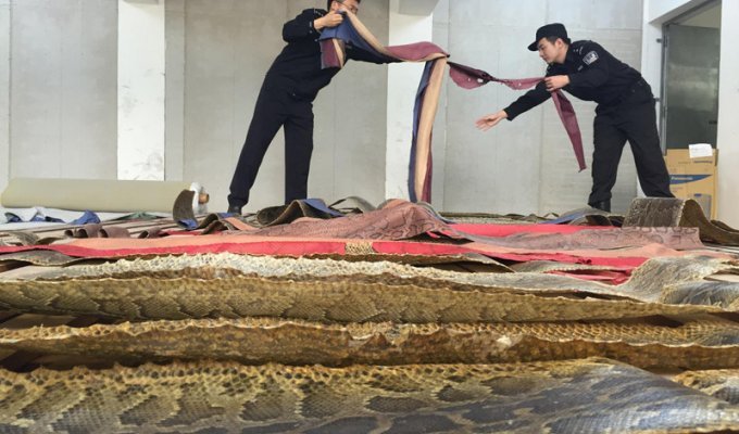 Китайские таможенники изъяли 25 000 шкур питона стоимостью 48 миллионов долларов (5 фото)