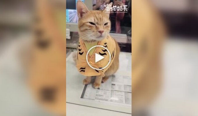 Кошка работает «начальником станции» в метро Гаосюна на Тайване