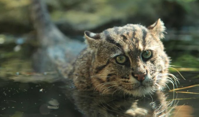 Fishing Cat: He Broke Conventional Ideas about Cats and Became an "Amphibian" Hunting in Water (11 photos)