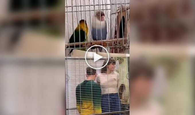 Все как у людей: забавная пародия на ухаживания попугая