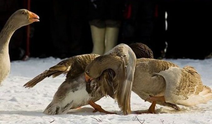 Традиционные бои гусей в Суздале (9 фото)