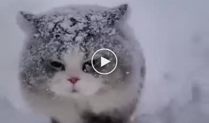 Реакция котов на снег бесценна