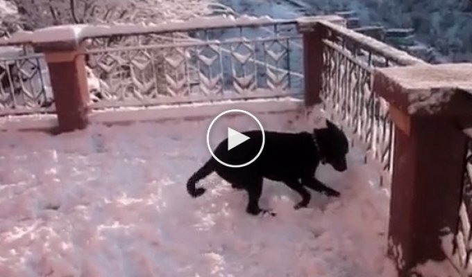 Очаровательная озорная реакция собаки на первый снег