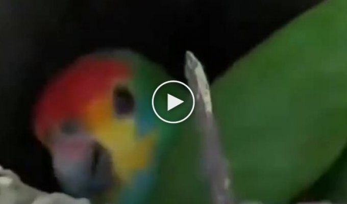 Необычные птенцы у попугая