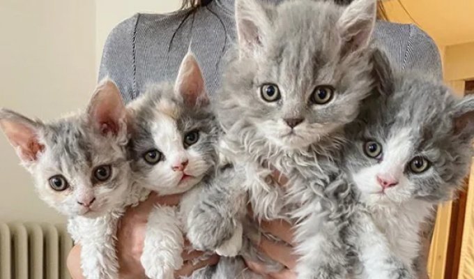 Curly Kittens Resembling Plush Toys Leave No One Indifferent (11 photos)