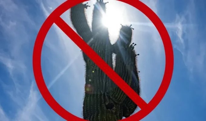 A Dangerous Plant: The City Mayor Banned Growing Cacti in Buildings (3 photos)