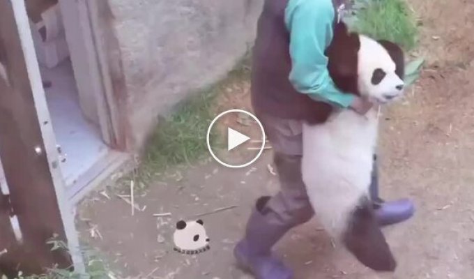 Little panda is angry
