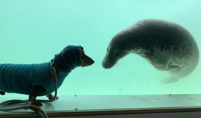 Друзья с первой минуты знакомства: тюлень и такса (4 фото + 1 видео)