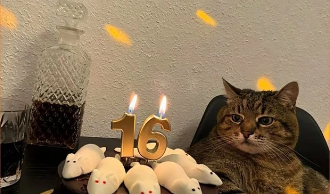 The most meme cat Stepan celebrates his 16th birthday (6 photos)