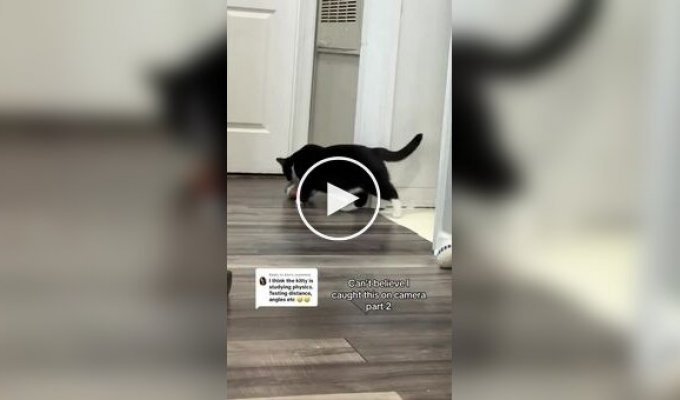 Кот придумал себе игру