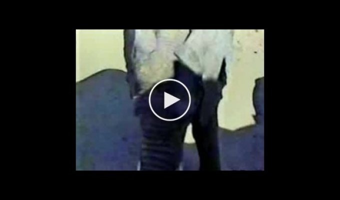 Слон учит страуса уважению