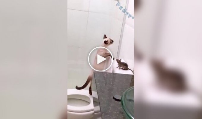 Cat falls into toilet while examining rat