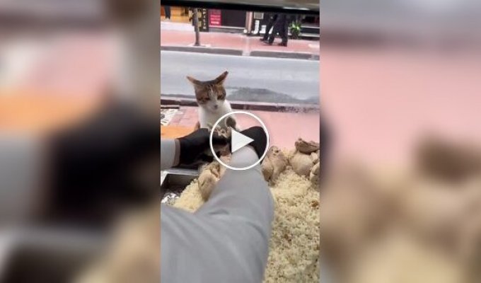Кот пришел без денег, но его накормили