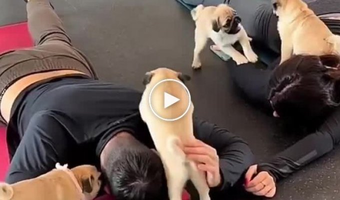 We love this kind of yoga with dogs
