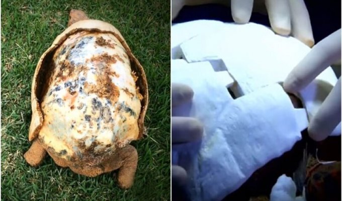 Doctors printed a new turtle shell on a 3D printer (6 photos + 1 video)