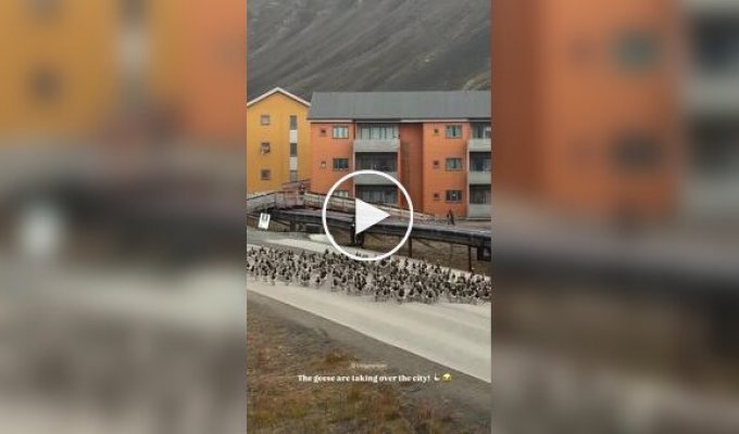 A gathering of wild geese on a highway in Spitsbergen