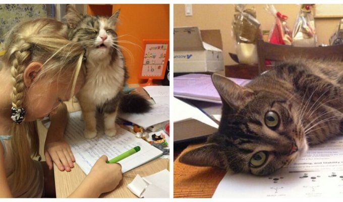 Kitty is the best student (30 photos)