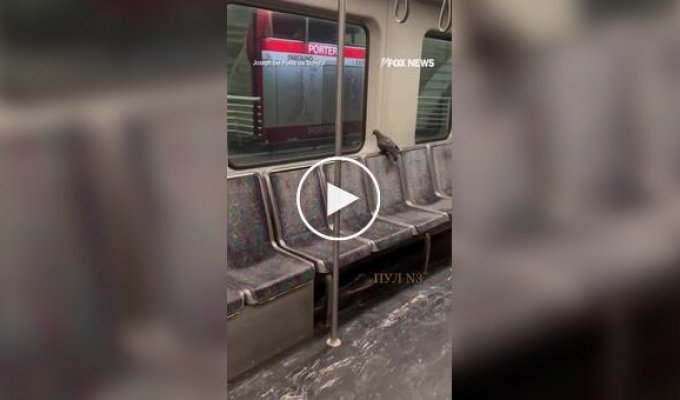Голубь прокатился в американском метро