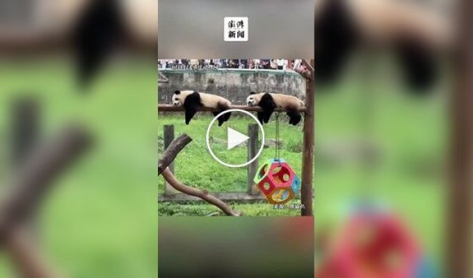 Панды веселят посетителей своей синхронностью