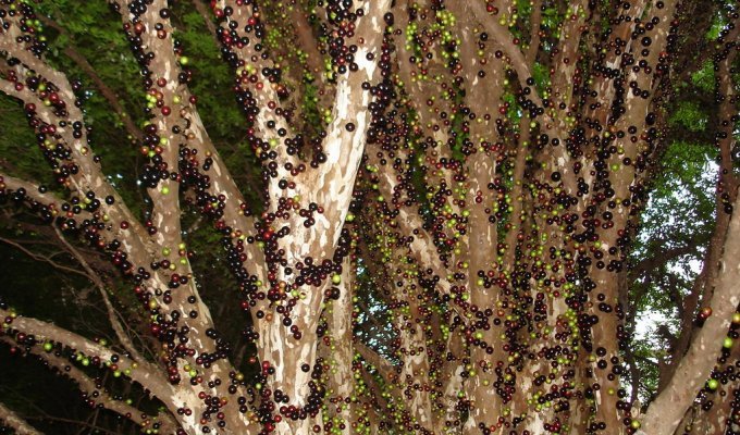 Джаботикаба – удивительное дерево (9 фото)
