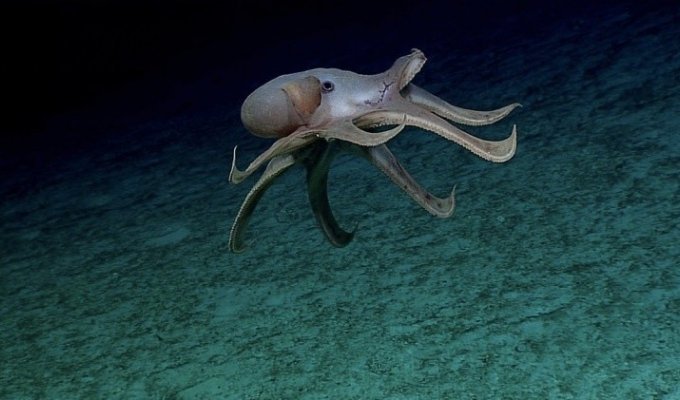 Who lives at the bottom of the Pacific Ocean: pictures taken by a deep-sea vehicle (15 photos)