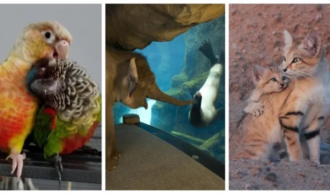 25  эмоциональных сердечных кадров, от  которых теплеет на  душе (26 фото)