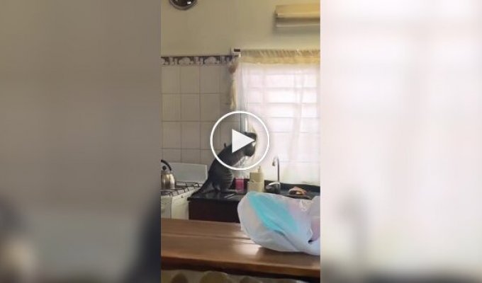 A furry lover of other people's quarrels