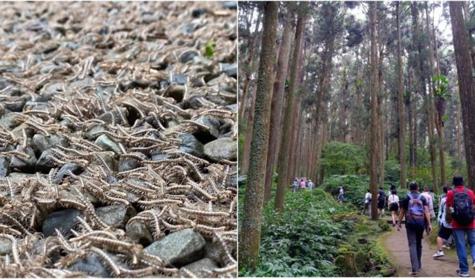 Thousands of centipedes staged a migration in Taiwan (3 photos + 1 video)