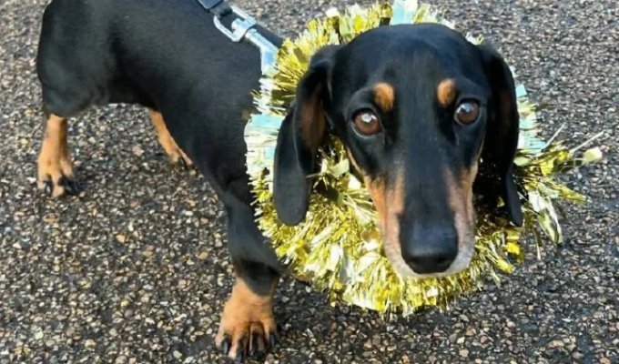 Hundreds of Dachshunds on a Walk (9 photos)
