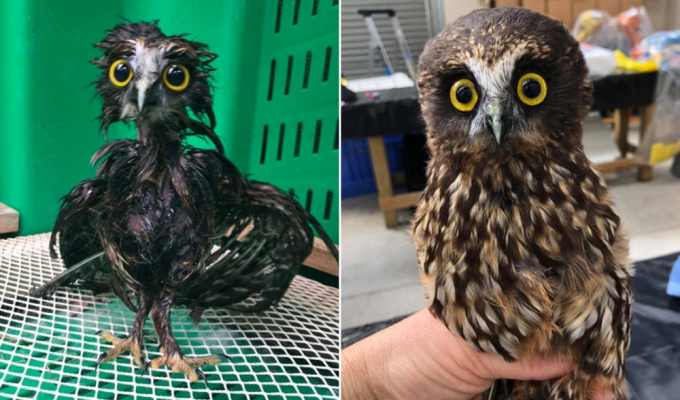 Why is an owl the only bird that can get wet? (6 photos)