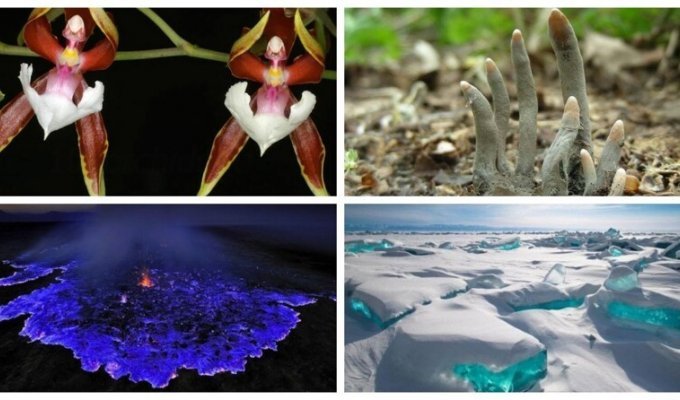 Чудеса природы: 30 интересных фактов и фотографий об окружающем мире (31 фото)