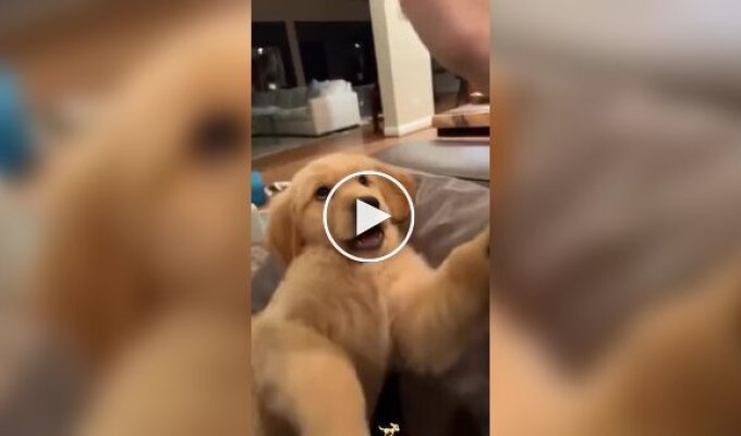 Из жизни золотистых ретриверов