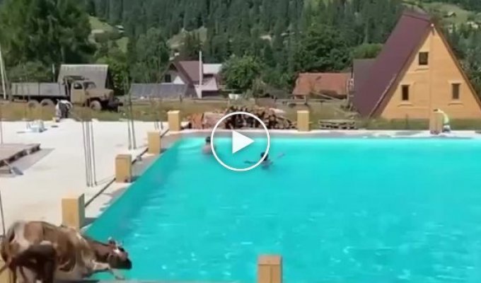 An unusual visitor to the pool that scared all the residents