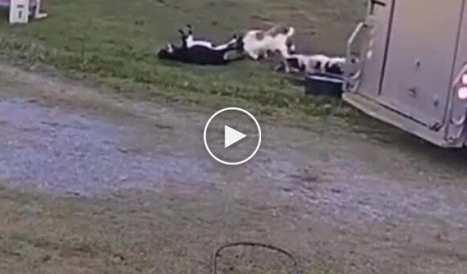 Козы, падающие в обморок