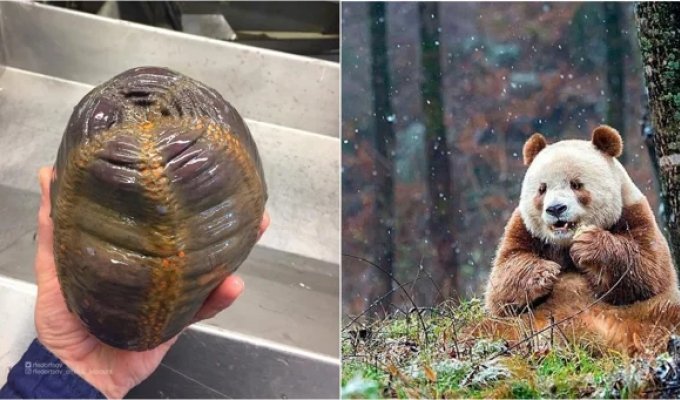 10  фотографий дикой природы, которые могут удивить любого (11 фото)