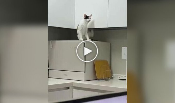 Спроба кішки почухатися