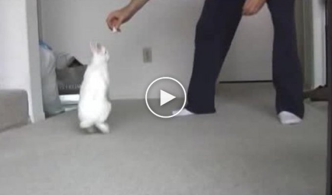 Тренированный кролик