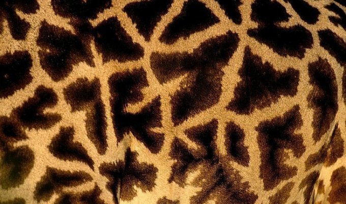 Текстуры в природе: шкуры животных (10 фото)