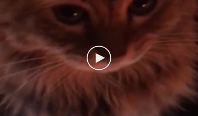 Cat musician recorded relaxing ambient music