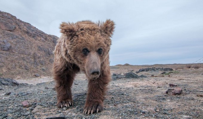 Гобийский медведь: эти бурые мишки выживают в мёртвой монгольской пустыне (8 фото)