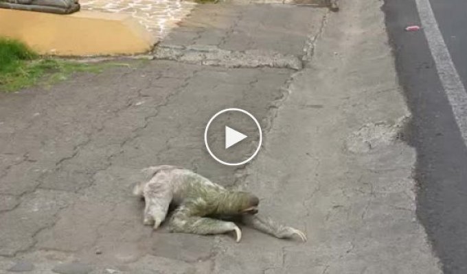 Необычный и медленное животное в Коста-Рике