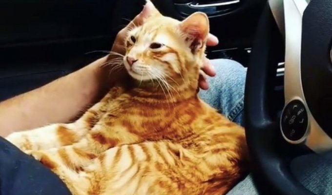 Смелый рыжий кот прыгнул на колени женщины за рулем и улёгся спать (5 фото)