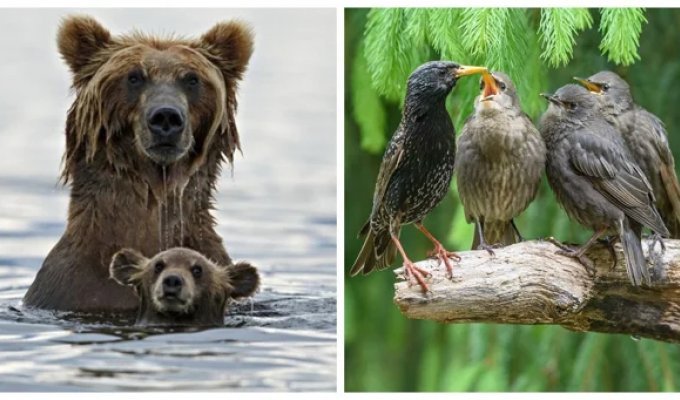 30 family photos of our smaller brothers, demonstrating their tenderness and care (31 photos)