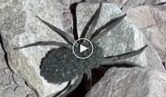 Немножко милоты: самка паука-волка со своими детками