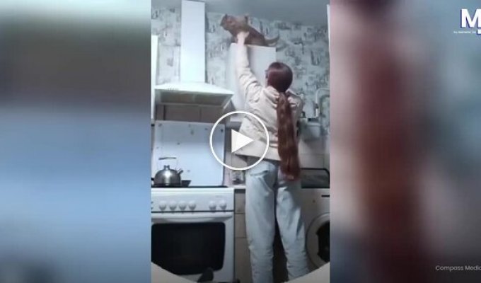 Попытка снять кошку со шкафа закончилась неожиданным финалом