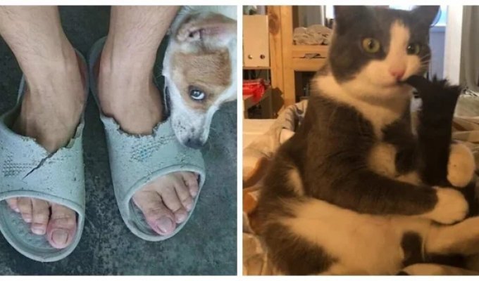 20 Funny Pets with Curious Habits (21 photos)