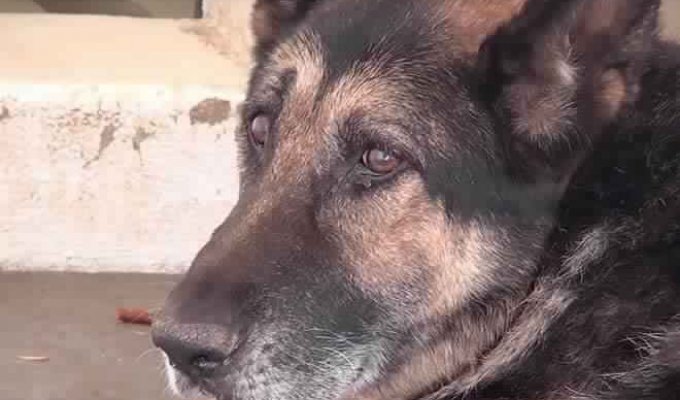 The old dog said goodbye to life, but a different fate awaited him (2 photos + 1 video)