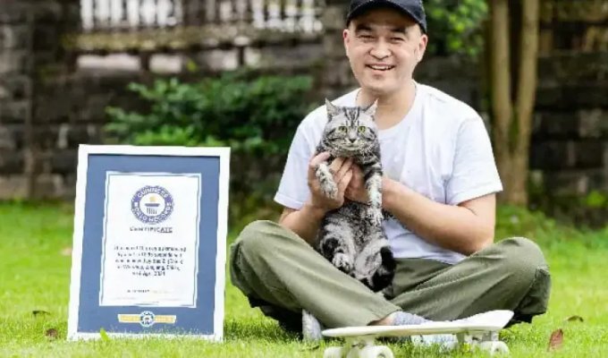 Китайский кот установил мировой рекорд по скорости езды на скейтборде (3 фото + 1 видео)