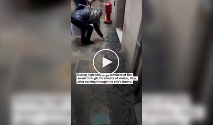 В Венеции во время прилива рыба оказалась на улицах города